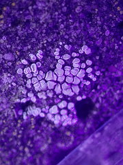 Myriolecis semipallida