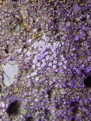 Myriolecis semipallida