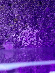 Myriolecis semipallida