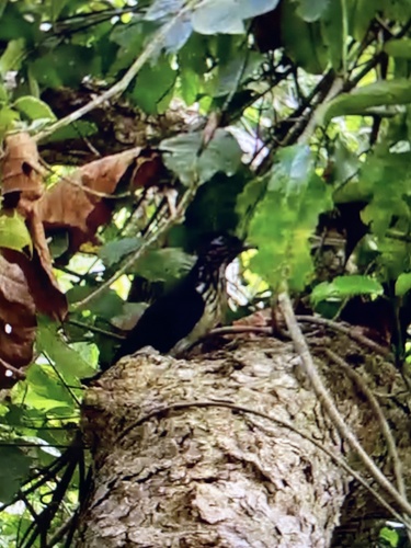 Levaillant's Cuckoo