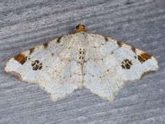 Macaria notata