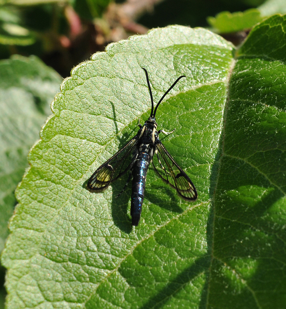 Lesser Peachtree Borer