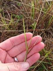Melinis repens image