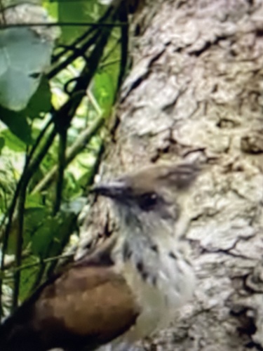 Levaillant's Cuckoo