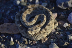 Bothrops ammodytoides