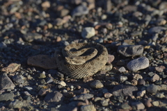 Bothrops ammodytoides