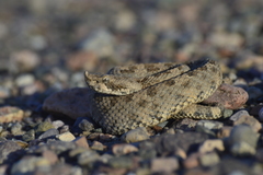 Bothrops ammodytoides