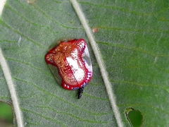 Charidotella rubicunda