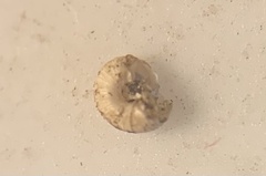 Paralaoma hobarti