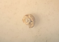 Paralaoma hobarti