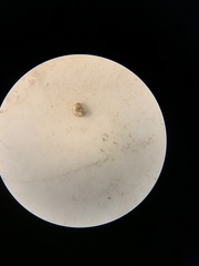 Paralaoma hobarti