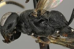 Tycherus cephalotes