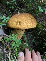 Boletus fibrillosus