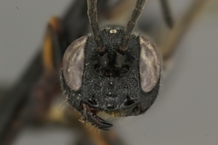 Tycherus cephalotes