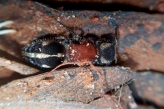 Pseudomethoca gounellei