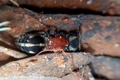 Pseudomethoca gounellei