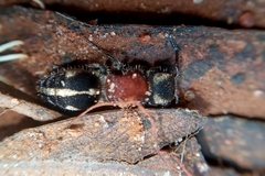 Pseudomethoca gounellei