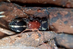 Pseudomethoca gounellei