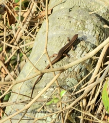 Copeoglossum nigropunctatum