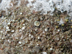 Myriolecis semipallida