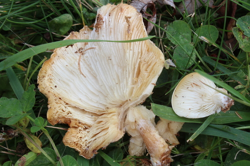 Ossicaulis image