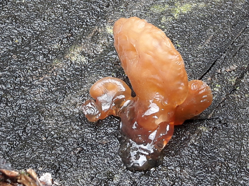 Auricularia delicata · February 2021 · photo: © douglas-u-oliveira (iNaturalist, cc-by)