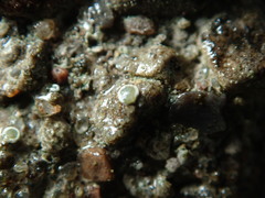 Myriolecis semipallida