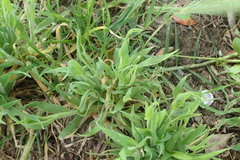 Hordeum murinum murinum