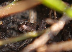 Asaphidion curtum