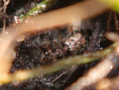 Asaphidion curtum