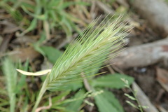 Hordeum murinum murinum