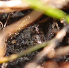 Asaphidion curtum