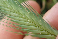 Hordeum murinum murinum