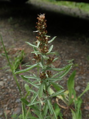 Gamochaeta antillana