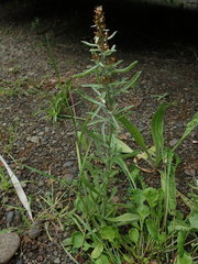 Gamochaeta antillana