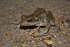 Leptodactylus insularum