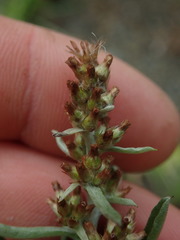 Gamochaeta antillana