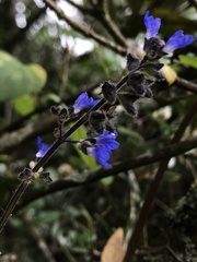 Salvia palifolia
