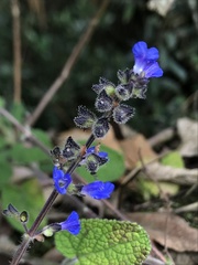 Salvia palifolia