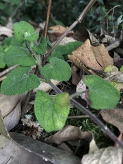 Salvia palifolia
