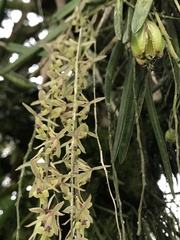 Epidendrum moritzii