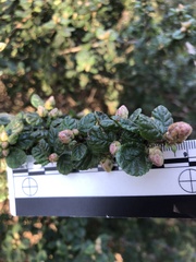 Ceanothus impressus nipomensis