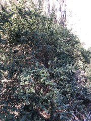 Ceanothus impressus nipomensis