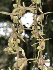 Epidendrum moritzii