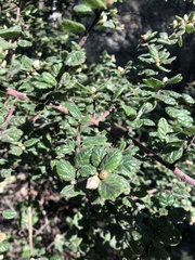 Ceanothus impressus nipomensis