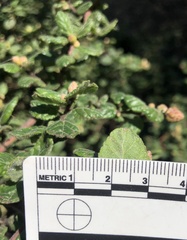 Ceanothus impressus nipomensis