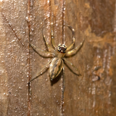 Tauala lepidus