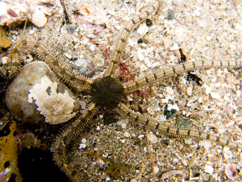 Banded Brittle Star (Echinoderms of the North Eastern Pacific (Alaska