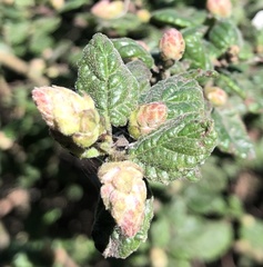 Ceanothus impressus nipomensis