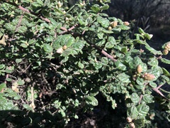 Ceanothus impressus nipomensis